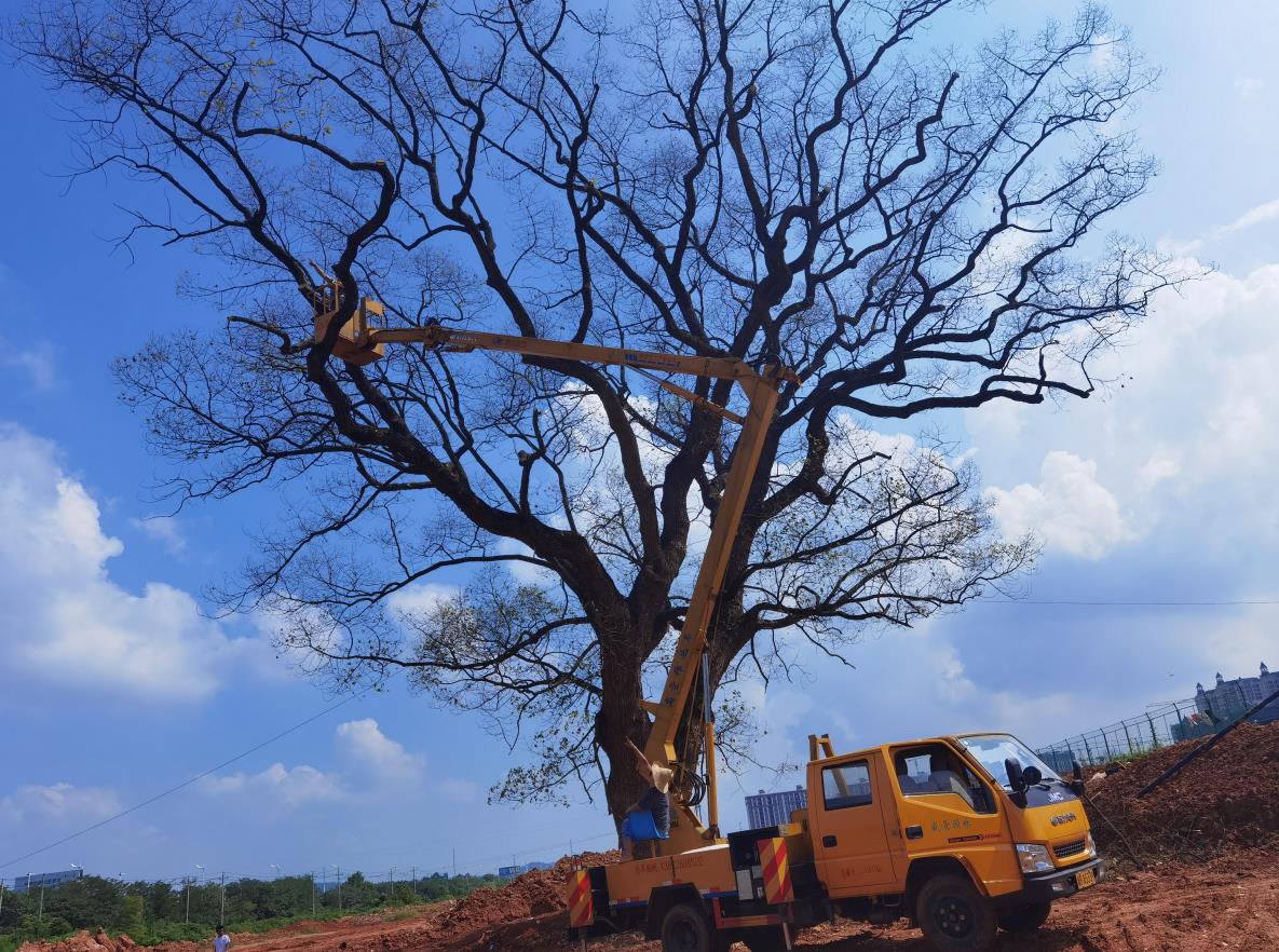 盘龙路古香樟树救治现场照片
