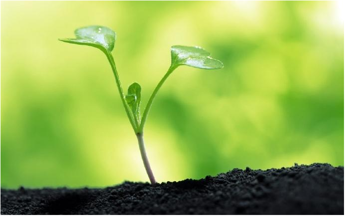 株洲市植友园林养护服务有限公司_株洲园林绿化养护|株洲绿化管理|病虫害防治哪里的好|株洲园林绿化工程公司|白蚁防治病虫害治理