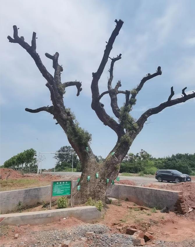 飞艇168历史开奖记录查询_株洲园林绿化养护|株洲绿化管理|病虫害防治哪里的好|株洲园林绿化工程公司|白蚁防治病虫害治理