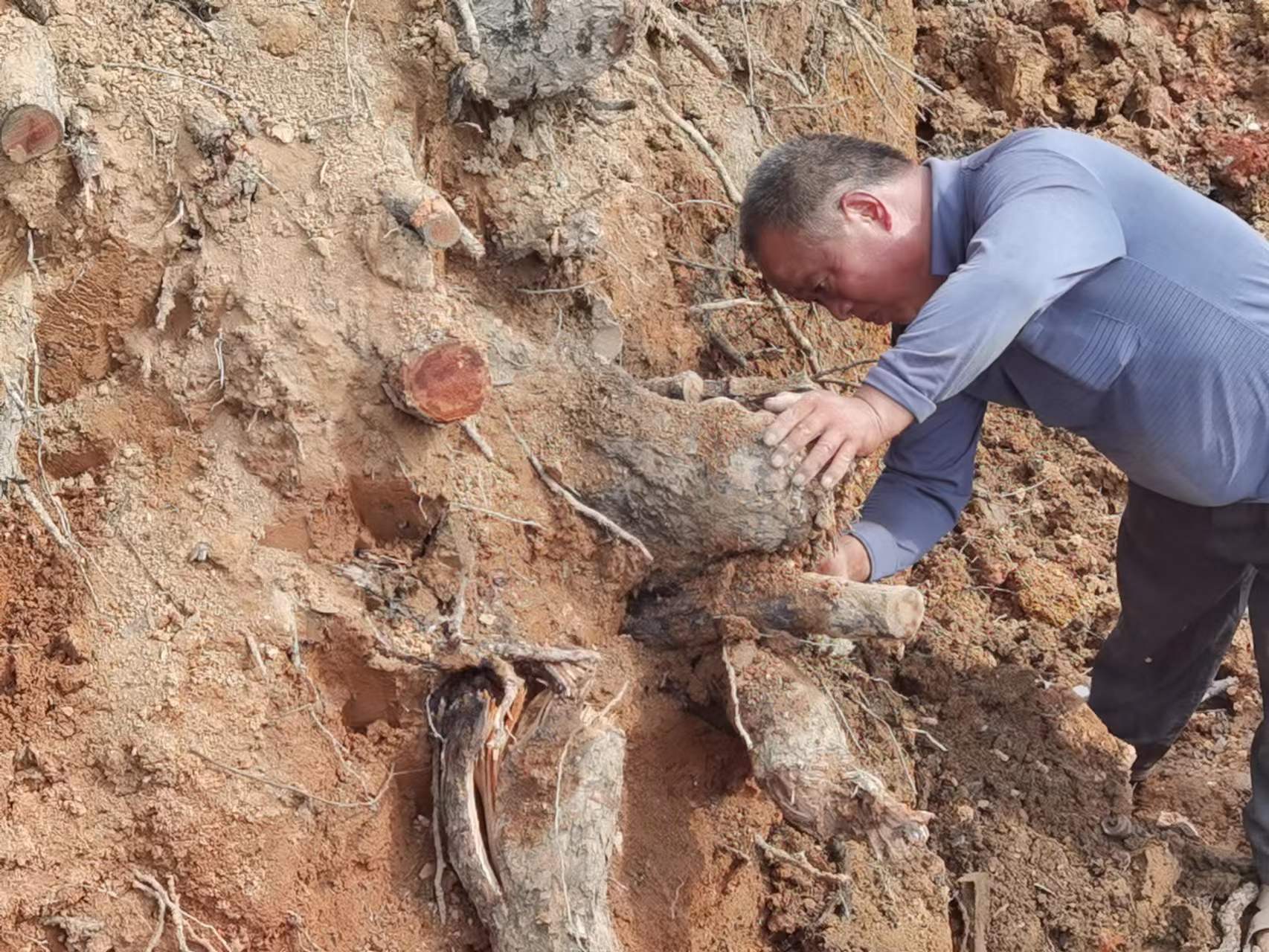 飞艇168历史开奖记录查询_株洲园林绿化养护|株洲绿化管理|病虫害防治哪里的好|株洲园林绿化工程公司|白蚁防治病虫害治理