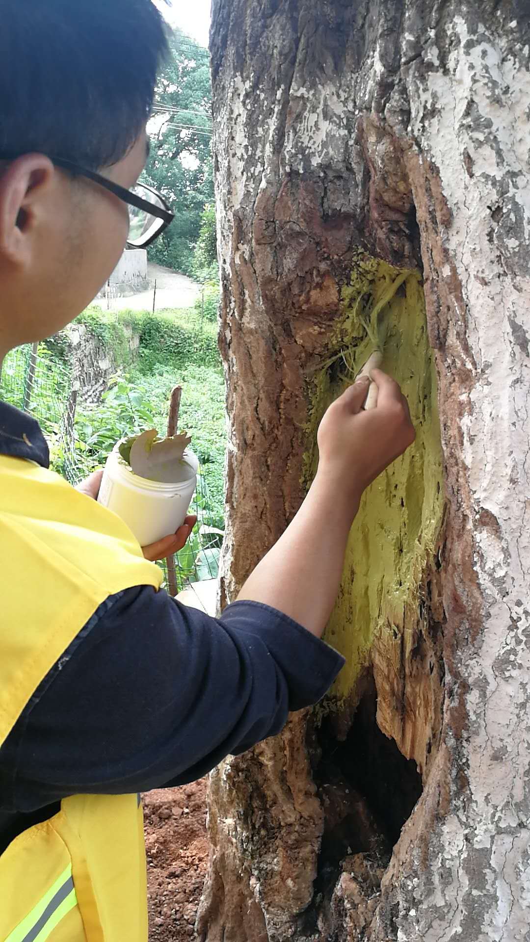 飞艇168历史开奖记录查询_株洲园林绿化养护|株洲绿化管理|病虫害防治哪里的好|株洲园林绿化工程公司|白蚁防治病虫害治理