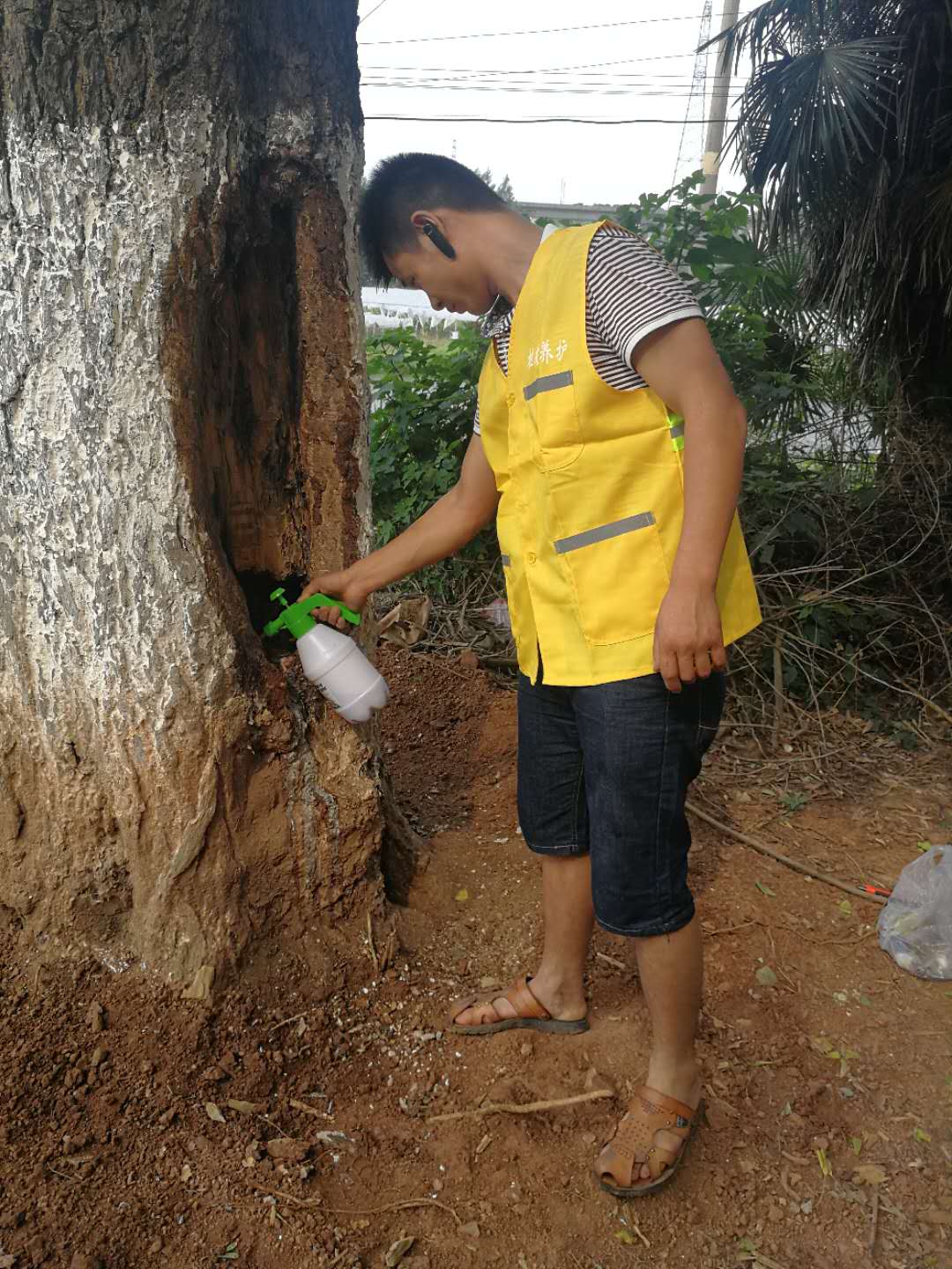 飞艇168历史开奖记录查询_株洲园林绿化养护|株洲绿化管理|病虫害防治哪里的好|株洲园林绿化工程公司|白蚁防治病虫害治理