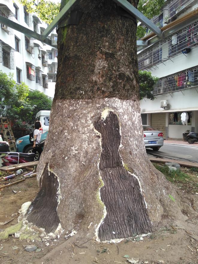 飞艇168历史开奖记录查询_株洲园林绿化养护|株洲绿化管理|病虫害防治哪里的好|株洲园林绿化工程公司|白蚁防治病虫害治理